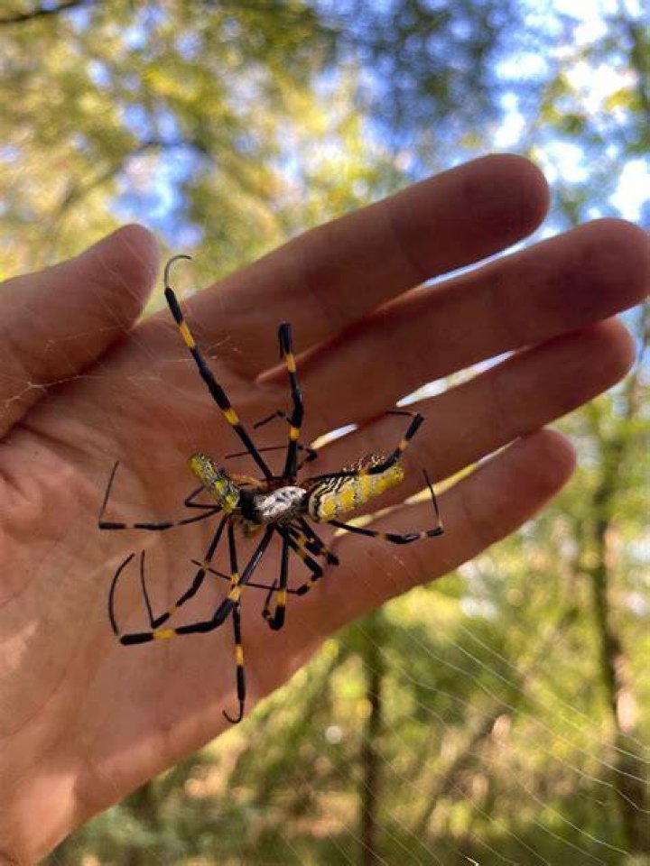 Joro Spiders In Georgia