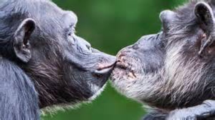 Kissing Primates