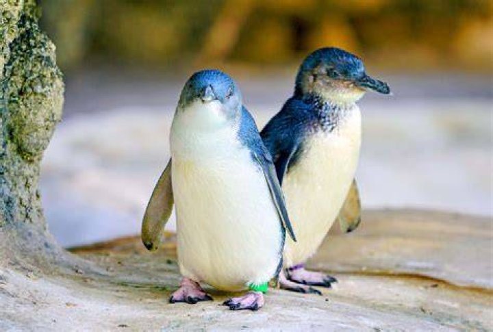 Little Blue Penguin
