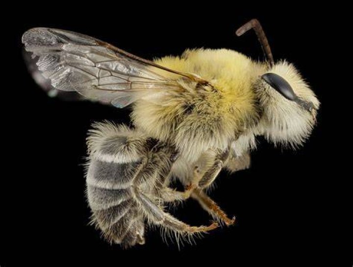 Macro Bee Photography Clear Wing
