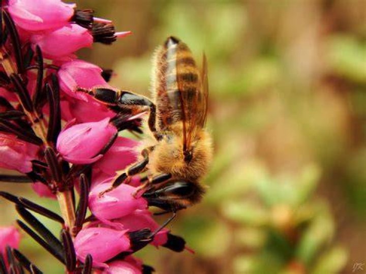 Macro Bee Photography Pink Wing