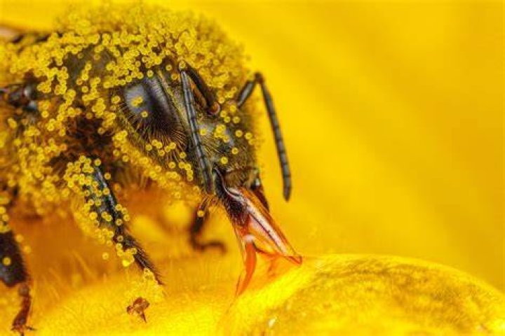 Macro Bee Photography Pollen