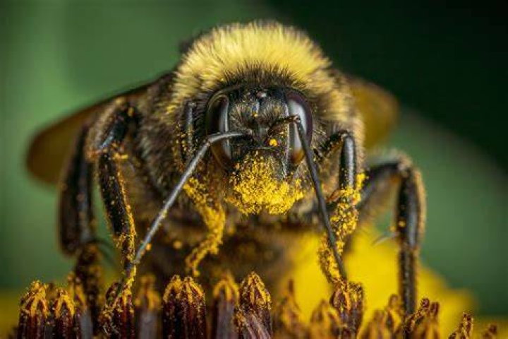 Macro Bee Photography Teal
