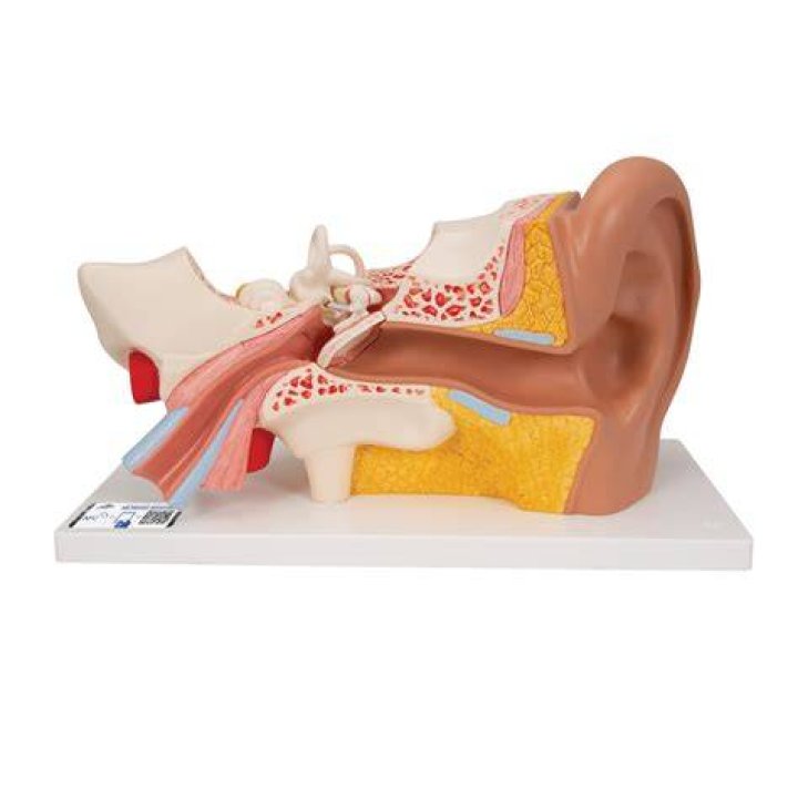 Model Of Human Ear