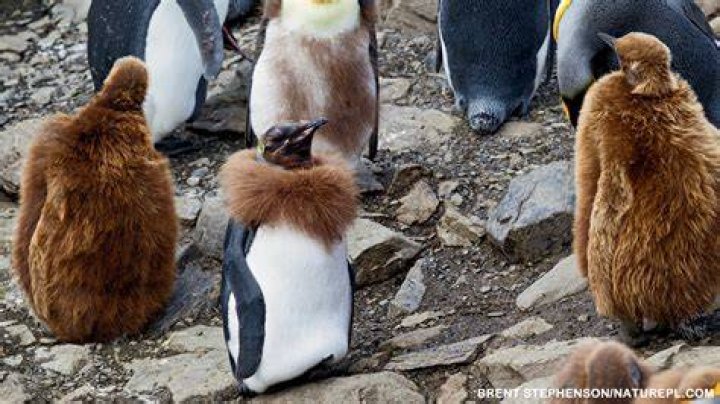 Molting Penguin