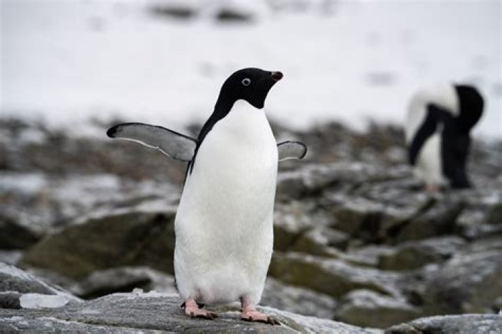 Monogamous Penguin Facts