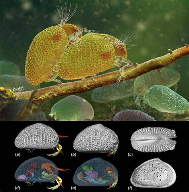 Myanmarcypris Hui Fossil