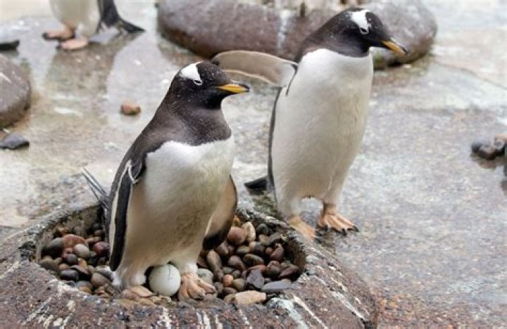 Nesting of Penguins