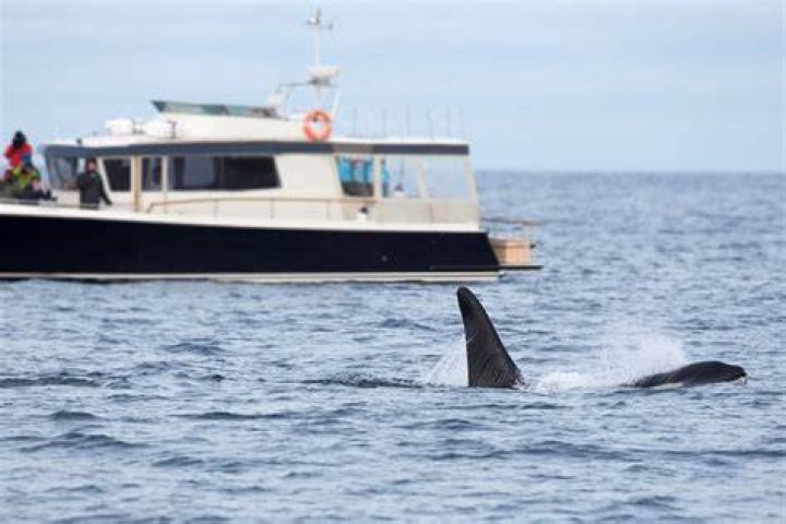 Orcas Attacking Boats In Europe