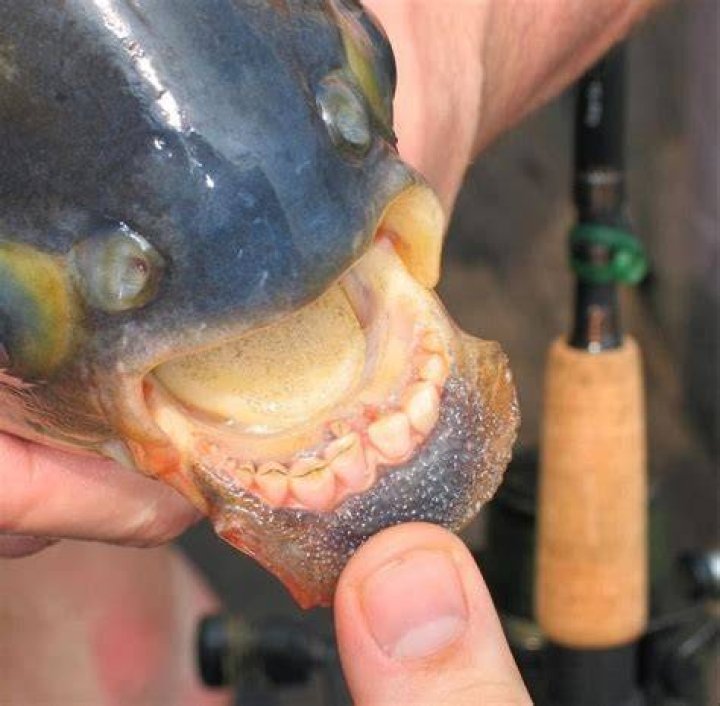 Pacu Teeth