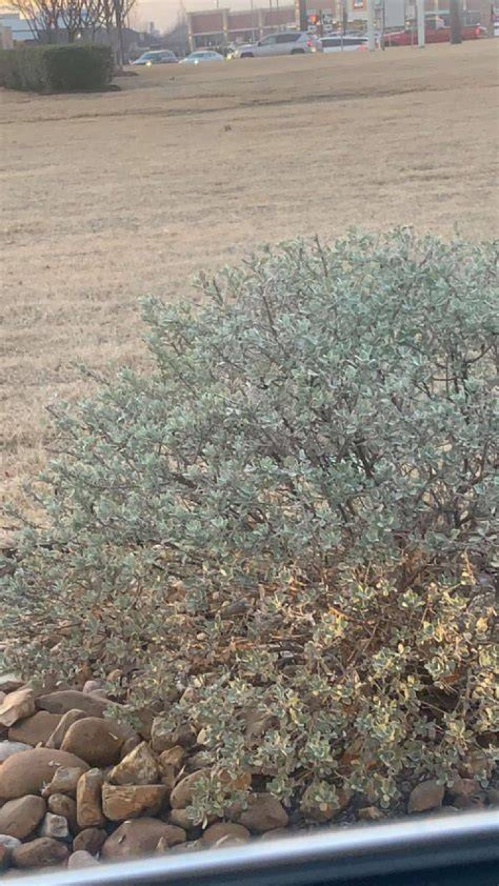 Parking Lot Shrub