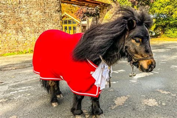 Patrick The Pony