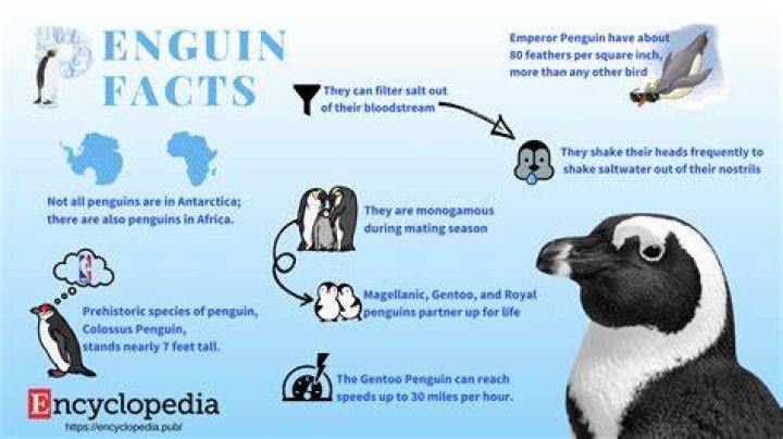 Penguin Facts Gland