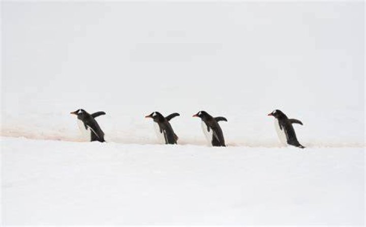 Penguin Highways