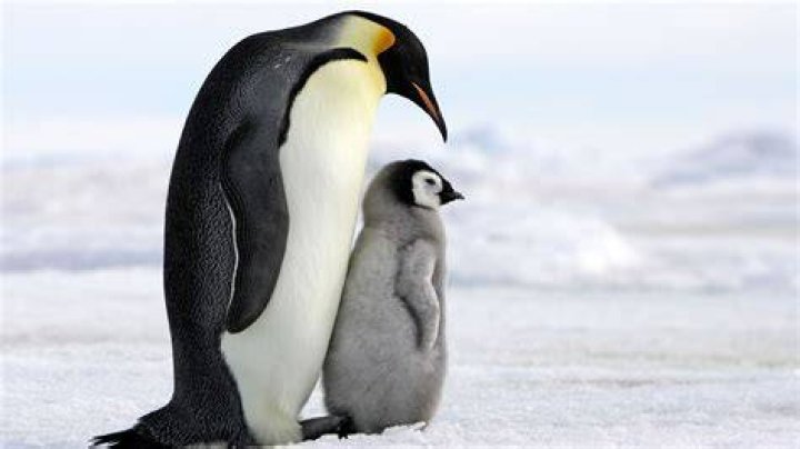 Penguin Parenting