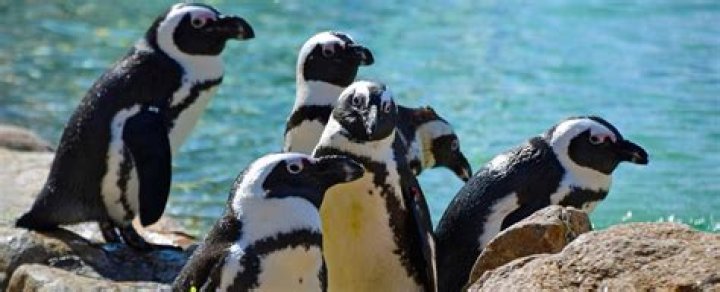 Penguins Good Hearing