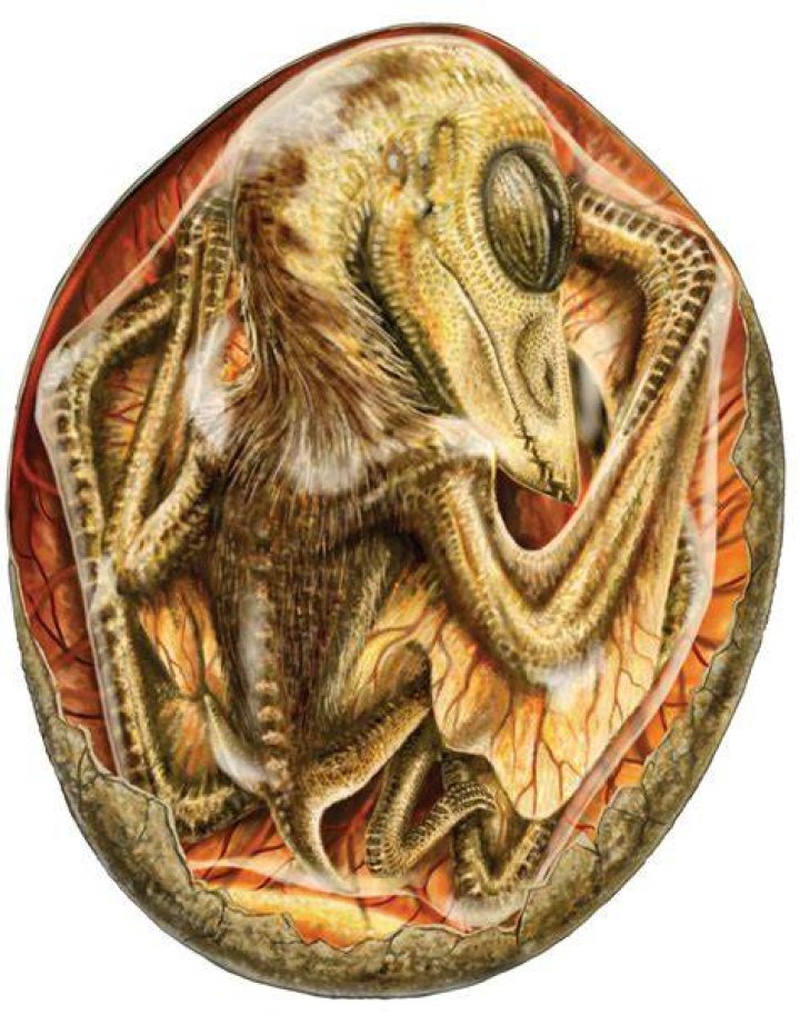 Pterosaur Embryo In Egg