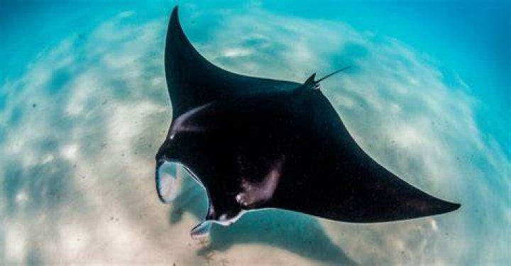 Ray