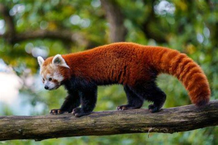 Rocket é um panda vermelho? – Celebrity.fm