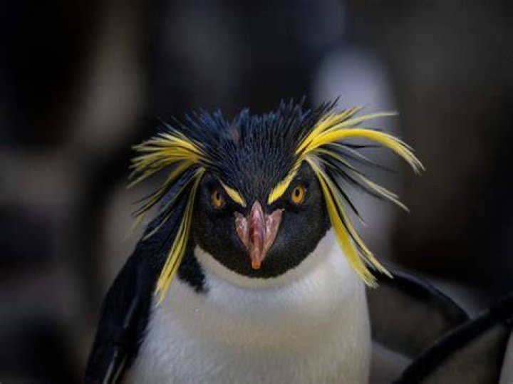 Rockhopper Penguins