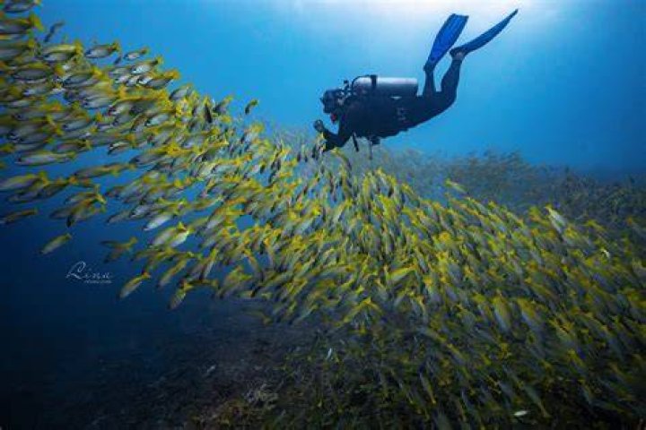 Rohitha Rajapaksa experienced Scuba Diving