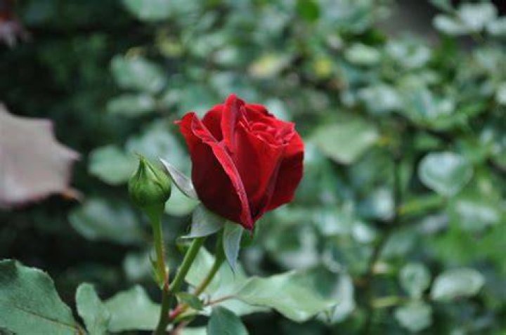 Rose Photo