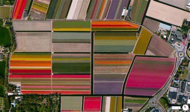 Satellite Images Tulip Fields