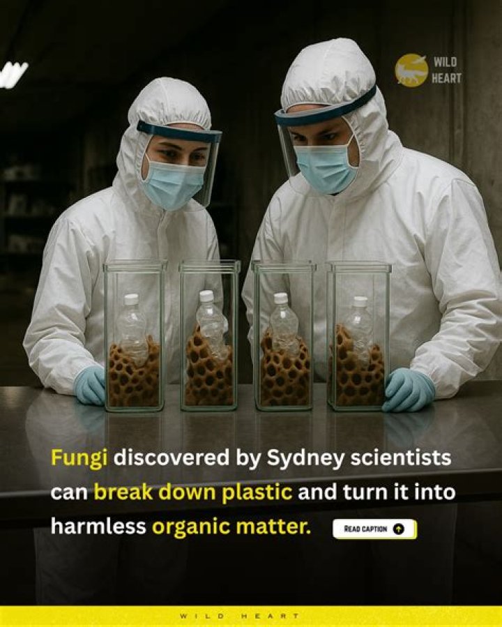 Scientists Find Fungi That Can Break Down Plastic In 140 Days