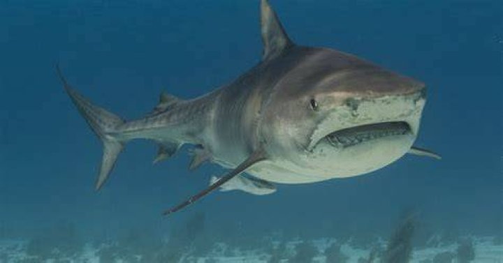 Skeleton Of Oldest Shark Attack Victim