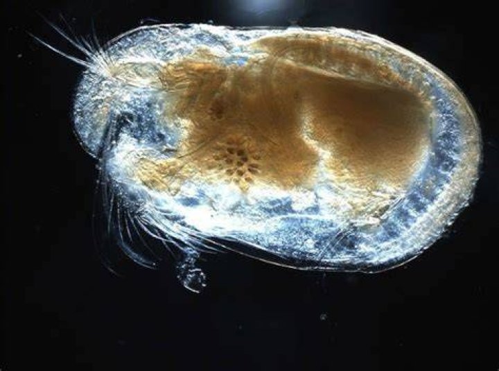 Tangled Up Ostracod Sperm