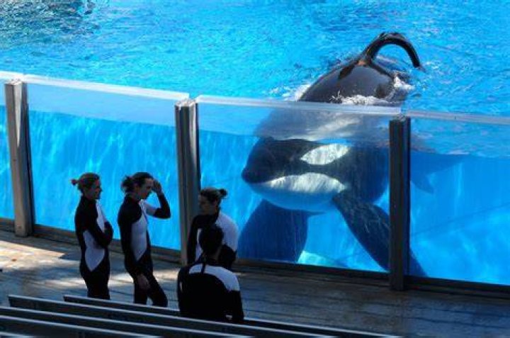 Tilikum At Seaworld