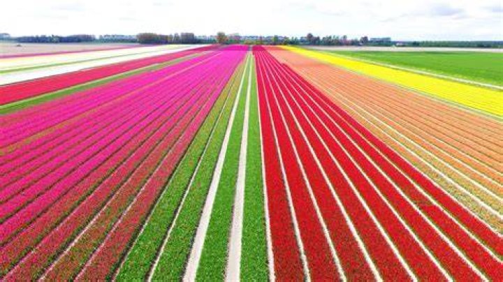 Tulip Fields In The Netherlands