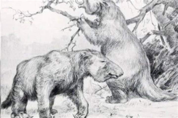 Two Mapinguari