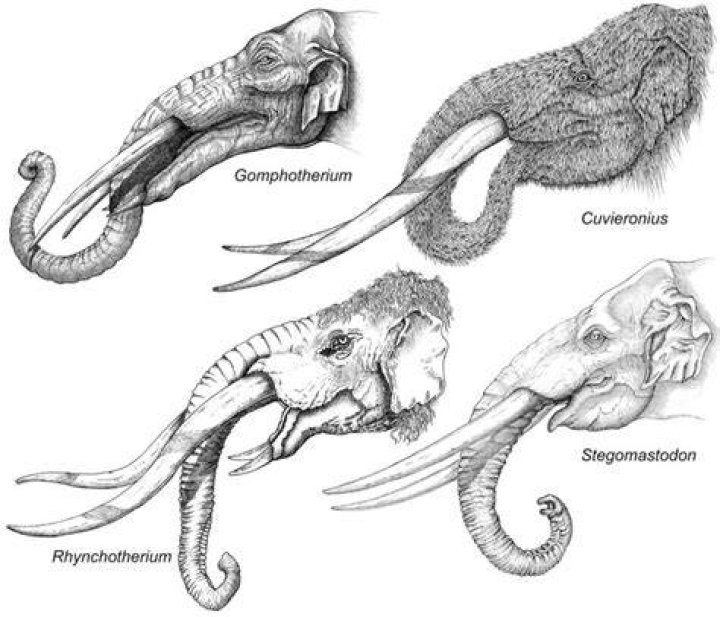 Various Elephant Relatives