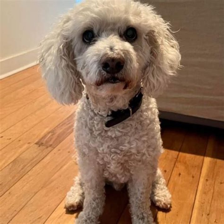Victoria Rubadiri pet dog Truffles