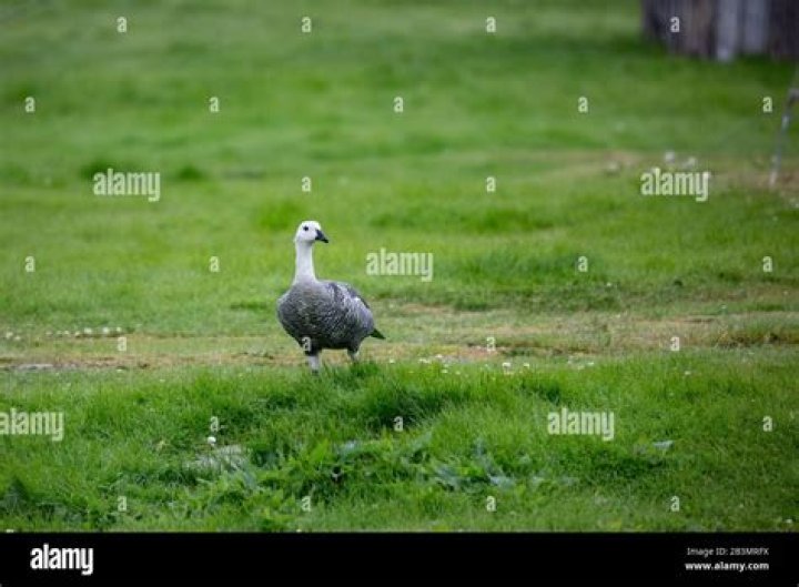 Weedy Goose