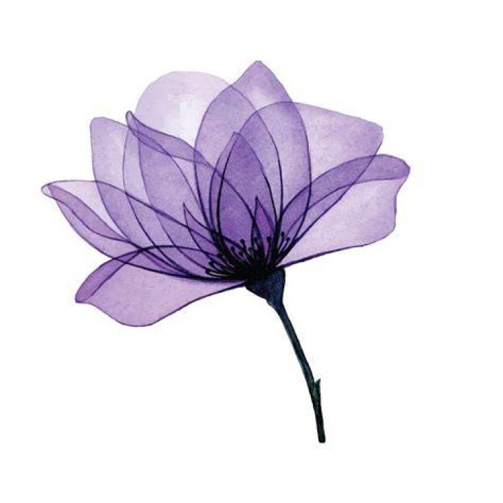 X Ray Purple Flower