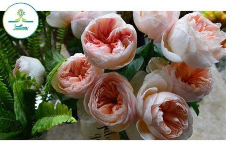 گل رز در رومئو و ژولیت نماد چیست؟
